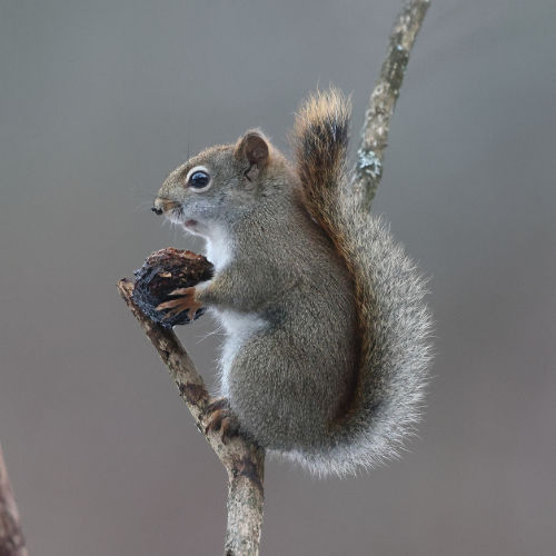 Squirrels | Game Commission | Commonwealth of Pennsylvania